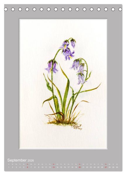 Produktbild: Alpenblumen Aquarelle aus Tirol (Tischkalender 2026 DIN A5 hoch), CALVENDO Monatskalender