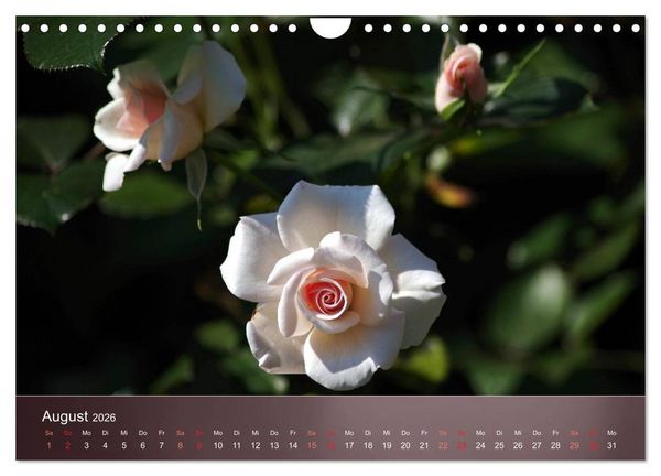 Produktbild: Zarte Sch&ouml;nheiten - Rosen (Wandkalender 2026 DIN A4 quer), CALVENDO Monatskalender