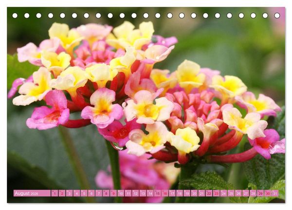 Produktbild: Liebenswerte Bl&uuml;ten (Tischkalender 2026 DIN A5 quer), CALVENDO Monatskalender