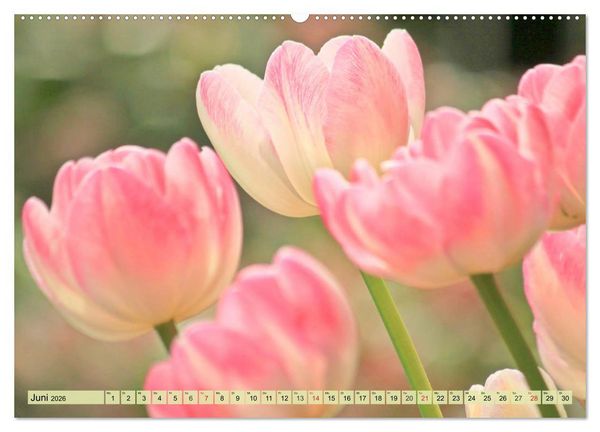 Produktbild: Tulpen. Zauberhafte Bl&uuml;tenpracht (hochwertiger Premium Wandkalender 2026 DIN A2 quer), Kunstdruck in Hochglanz
