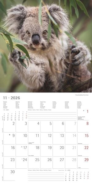 Produktbild: Koalas 2026 - Broschürenkalender 30x30 cm (30x60 geöffnet) - Kalender mit Platz für Notizen - koala bears - Bildkalender - Wandplaner - Bärenkalender