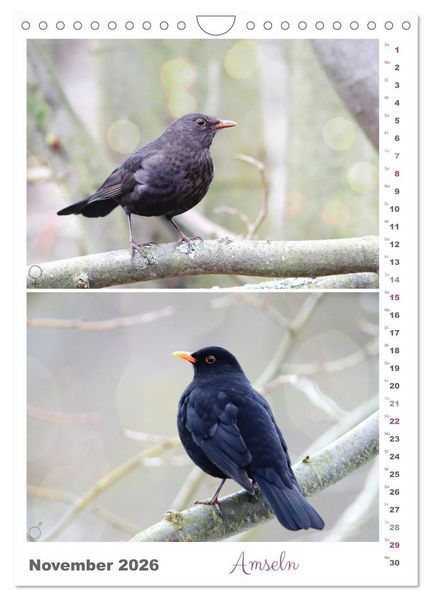 Produktbild: Vogel-Paare (Wandkalender 2026 DIN A4 hoch), CALVENDO Monatskalender