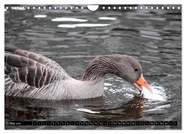 Produktbild: Lovely Water Birds (Wall Calendar 2026 DIN A4 landscape), CALVENDO 12 Month Wall Calendar