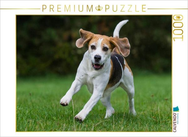 CALVENDO Puzzle Beagle in Action | 1000 Teile Lege-Größe 64x48cm Foto-Puzzle für glückliche Stunden