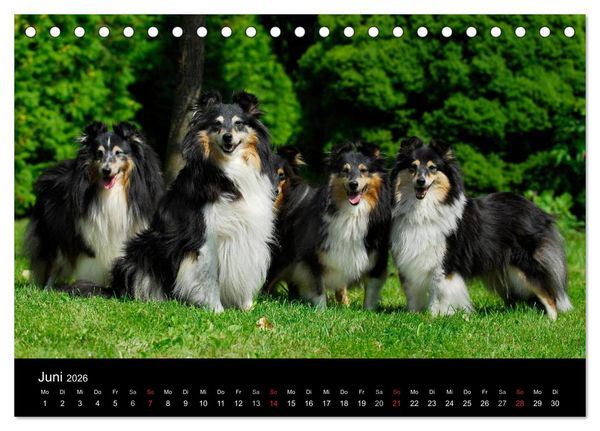 Produktbild: Sheltie 2026 (Tischkalender 2026 DIN A5 quer), CALVENDO Monatskalender