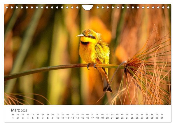 Produktbild: Botswana - Grandiose Wildnis (Wandkalender 2026 DIN A4 quer), CALVENDO Monatskalender