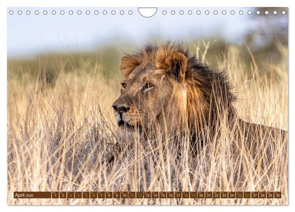 Produktbild: Lions of Southern Africa (Wall Calendar 2026 DIN A4 landscape), CALVENDO 12 Month Wall Calendar