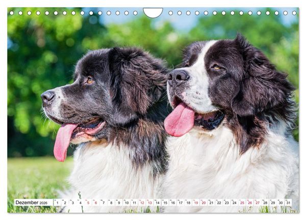 Produktbild: Traumhund Landseer (Wandkalender 2026 DIN A4 quer), CALVENDO Monatskalender