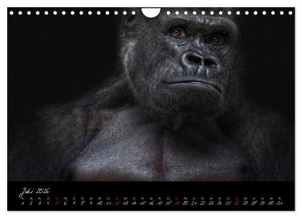 Produktbild: Gorilla (Wandkalender 2026 DIN A4 quer), CALVENDO Monatskalender