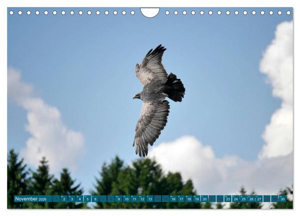 Produktbild: Weltvogelpark Walsrode - Die Vielfalt der Vogelarten (Wandkalender 2026 DIN A4 quer), CALVENDO Monatskalender