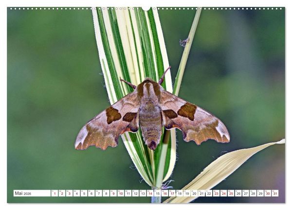 Produktbild: Nachtfalter - heimlich unterwegs, aber unheimlich sch&ouml;n (hochwertiger Premium Wandkalender 2026 DIN A2 quer), Kunstdruck in Hochglanz