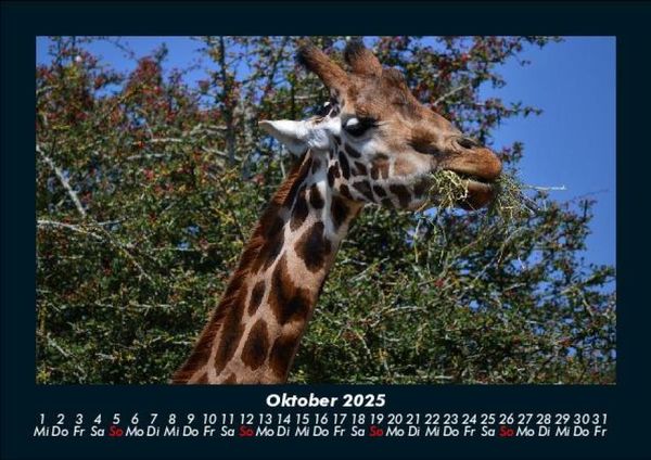 Produktbild: Giraffen 2025 Fotokalender DIN A5