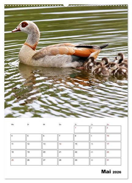 Produktbild: G&auml;nse, geliebte Wasserv&ouml;gel (Wandkalender 2026 DIN A2 hoch), CALVENDO Monatskalender