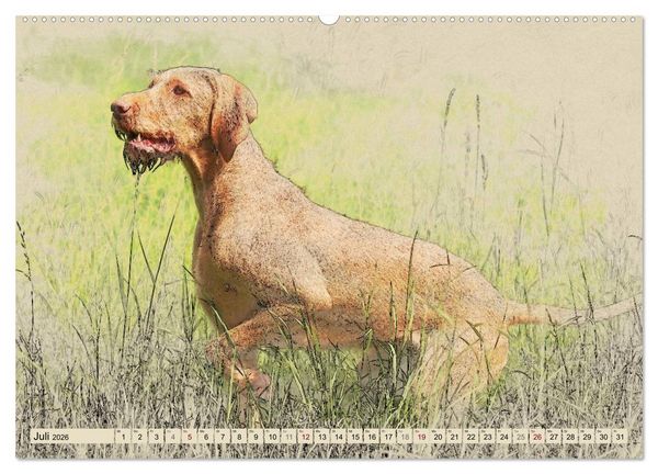 Produktbild: Magyar Vizsla 2026 (hochwertiger Premium Wandkalender 2026 DIN A2 quer), Kunstdruck in Hochglanz