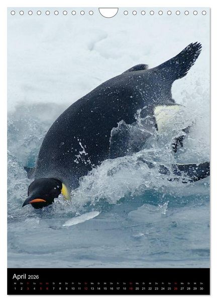 Produktbild: Pinguine - Wackeln im Thermo-Frack (Wandkalender 2026 DIN A4 hoch), CALVENDO Monatskalender