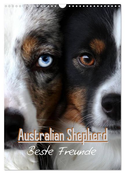 Produktbild: Australian Shepherd - Beste Freunde (Wandkalender 2026 DIN A3 hoch), CALVENDO Monatskalender