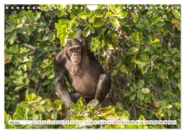 Produktbild: Westafrika - The Gambia (Wandkalender 2026 DIN A4 quer), CALVENDO Monatskalender