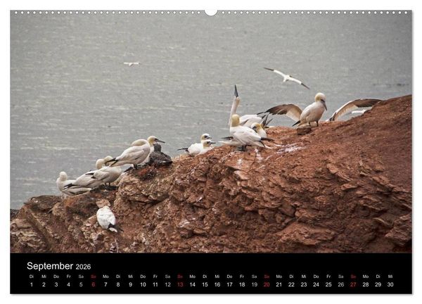 Produktbild: Helgoland - idyllische Nordseeinsel (hochwertiger Premium Wandkalender 2026 DIN A2 quer), Kunstdruck in Hochglanz