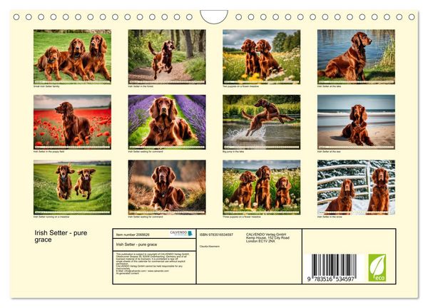 Produktbild: Irish Setter - pure grace (Wall Calendar 2026 DIN A4 landscape), CALVENDO 12 Month Wall Calendar