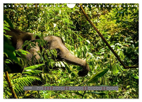 Produktbild: Entdecke Sumatra (Wandkalender 2026 DIN A4 quer), CALVENDO Monatskalender