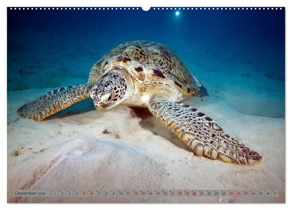 Produktbild: Tauchen, Fische und Meer (Wandkalender 2026 DIN A2 quer), CALVENDO Monatskalender