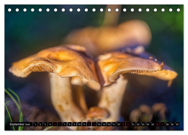 Produktbild: Im Th&uuml;ringer Wald (Tischkalender 2026 DIN A5 quer), CALVENDO Monatskalender