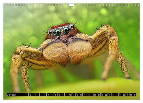 Produktbild: Jumping Spiders (Wall Calendar 2026 DIN A3 landscape), CALVENDO 12 Month Wall Calendar
