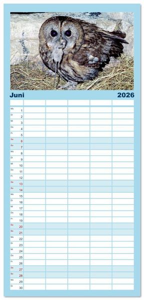 Produktbild: Familienplaner 2026 - Das Leben der Eulen, die Damen der Nacht mit 5 Spalten (Wandkalender, 21 x 45 cm) CALVENDO