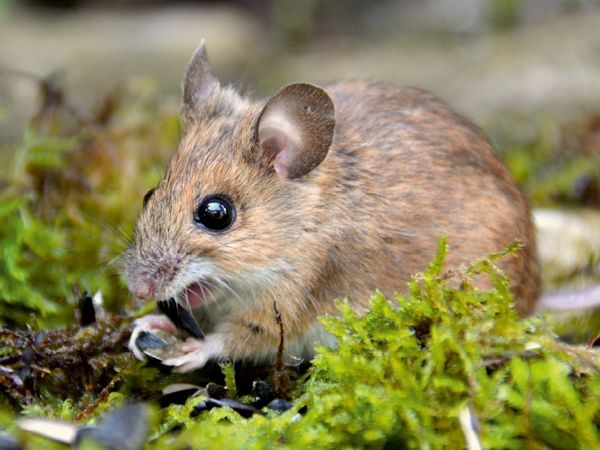 Produktbild: CALVENDO Puzzle Ein Motiv aus dem Kalender ... hier kommt die Maus ... | 1000 Teile Lege-Gr&ouml;&szlig;e 64x48cm Foto-Puzzle f&uuml;r gl&uuml;ckliche Stunden