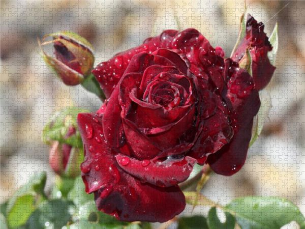 Produktbild: CALVENDO Puzzle Zauberhafte Rosen 1000 Teile Lege-Gr&ouml;&szlig;e 640 x 480 cm Foto-Puzzle Bild von Andrea Potratz