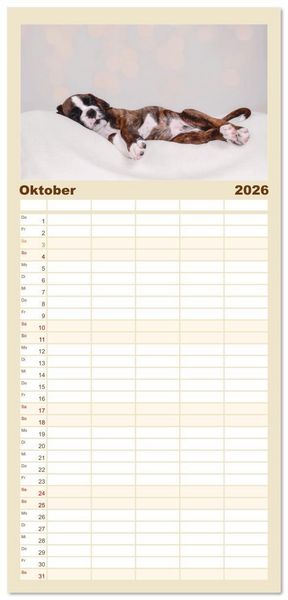 Produktbild: Familienplaner 2026 - Boxer Welpen einfach zuckers&uuml;&szlig; mit 5 Spalten (Wandkalender, 21 x 45 cm) CALVENDO