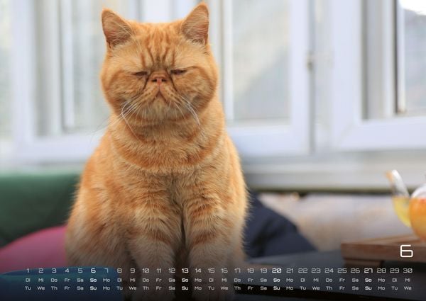 Produktbild: Miau - Unsere Stubentiger - Der Katzenkalender - 2027 - Kalender DIN A2