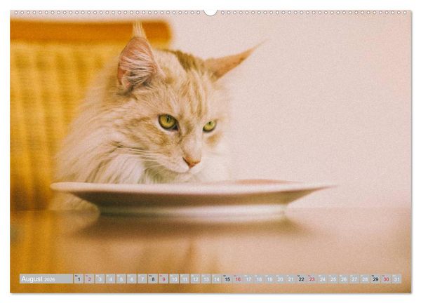 Produktbild: Katzen Pers&ouml;nlichkeiten 2026 (hochwertiger Premium Wandkalender 2026 DIN A2 quer), Kunstdruck in Hochglanz