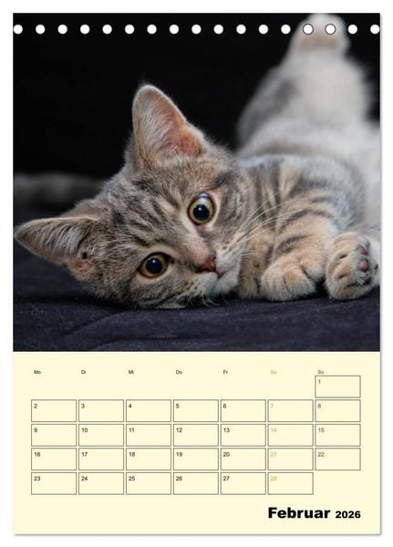 Produktbild: K&auml;tzchen - Theater (Tischkalender 2026 DIN A5 hoch), CALVENDO Monatskalender