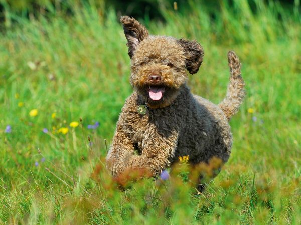Produktbild: CALVENDO Puzzle Lagotto Romagnolo - Italienischer Tr&uuml;ffelhund - Spa&szlig; auf der Wiese 1000 Teile Lege-Gr&ouml;&szlig;e 64 x 48 cm Foto-Puzzle Bild von Sigrid Starick