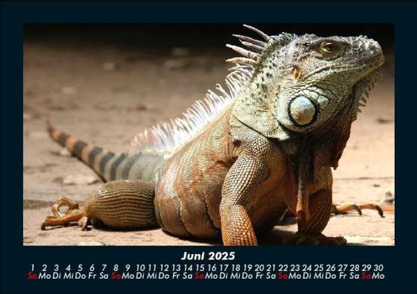 Produktbild: Welt der Tiere 2025 Fotokalender DIN A5
