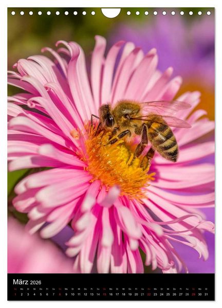 Produktbild: Bienen (Wandkalender 2026 DIN A4 hoch), CALVENDO Monatskalender