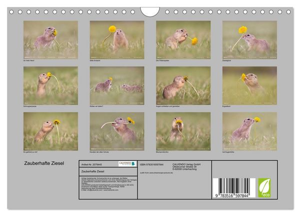 Produktbild: Zauberhafte Ziesel (Wandkalender 2026 DIN A4 quer), CALVENDO Monatskalender