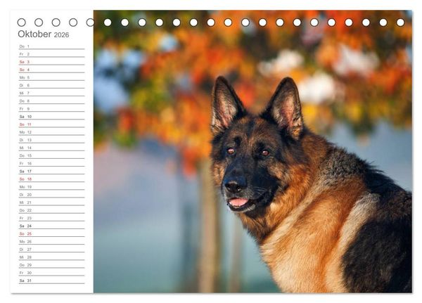 Produktbild: Deutsche Sch&auml;ferhunde Seelentr&ouml;ster (Tischkalender 2026 DIN A5 quer), CALVENDO Monatskalender