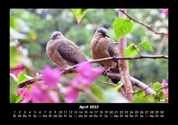 Produktbild: Vogelparadies 2025 Fotokalender DIN A3