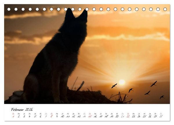 Produktbild: Deutsche Sch&auml;ferhunde - Senioren auf vier Pfoten (Tischkalender 2026 DIN A5 quer), CALVENDO Monatskalender