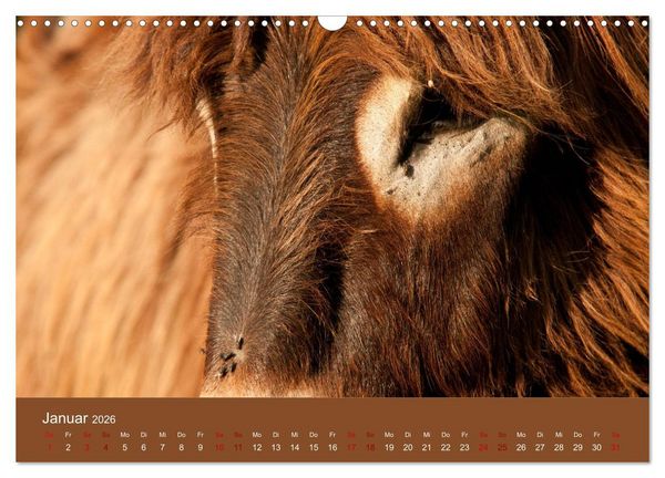 Produktbild: Baudet de Poitou - Seltene franz&ouml;sische Langohren (Wandkalender 2026 DIN A3 quer), CALVENDO Monatskalender