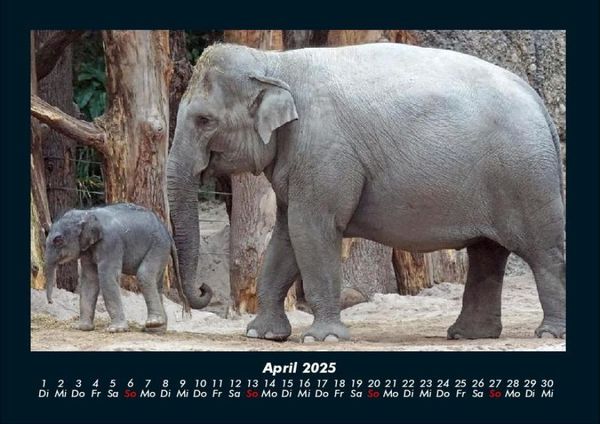 Produktbild: Der Elefantenkalender 2025 Fotokalender DIN A4