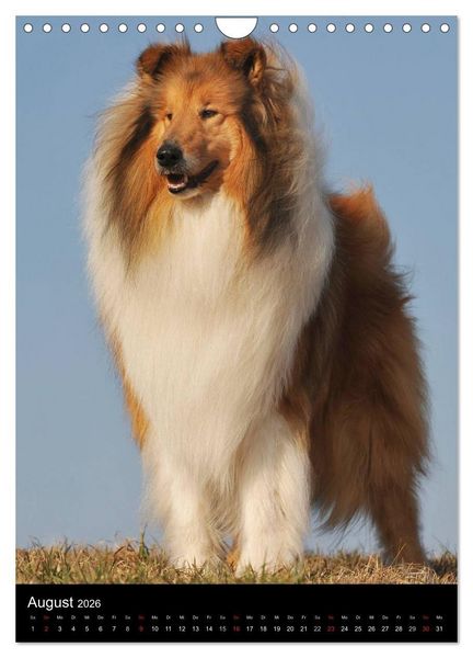 Produktbild: Collie 2026 (Wandkalender 2026 DIN A4 hoch), CALVENDO Monatskalender