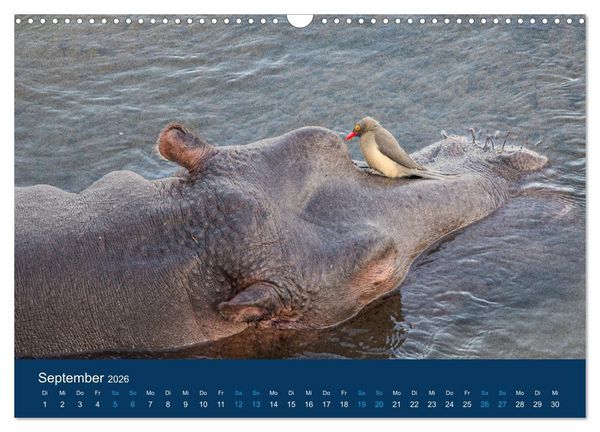 Produktbild: Nilpferde, Kolosse in Afrika (Wandkalender 2026 DIN A3 quer), CALVENDO Monatskalender