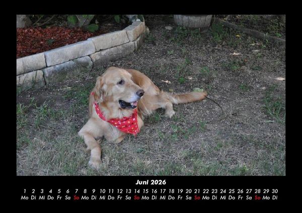 Produktbild: Haustierkalender 2026 Fotokalender DIN A3