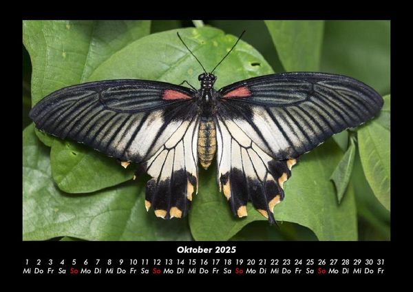 Produktbild: Bunte Pracht der Schmetterlinge 2025 Fotokalender DIN A3