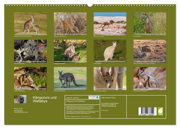 Produktbild: K&auml;ngururs und Wallabys (hochwertiger Premium Wandkalender 2026 DIN A2 quer), Kunstdruck in Hochglanz