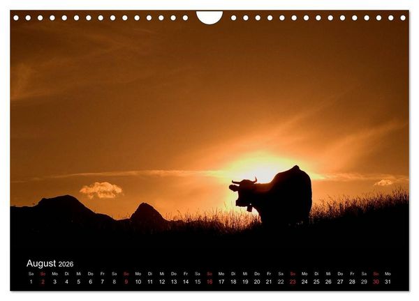 Produktbild: K&uuml;he 2026 (Wandkalender 2026 DIN A4 quer), CALVENDO Monatskalender