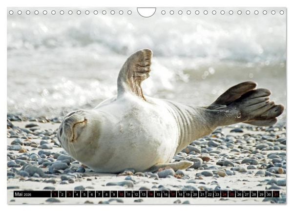 Produktbild: Robben an der Nordsee (Wandkalender 2026 DIN A4 quer), CALVENDO Monatskalender